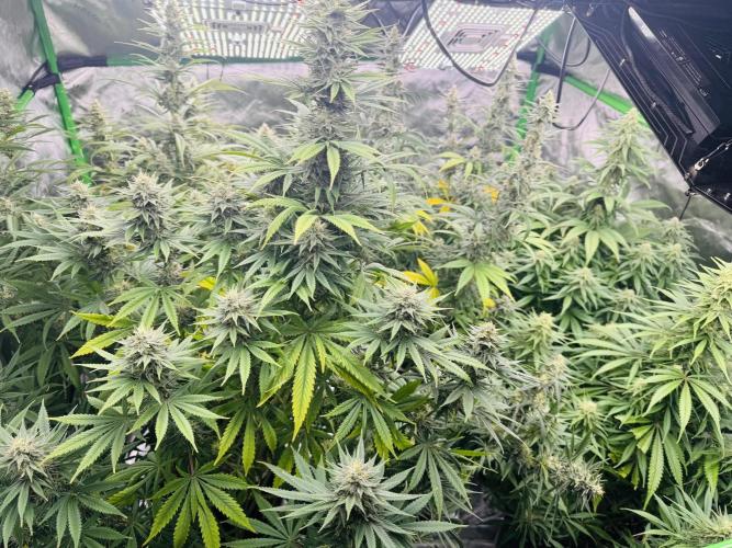 Purple Queen - Hulkberry - El Patron. Week 13