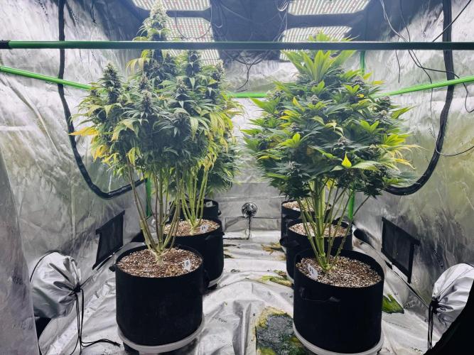 Purple Queen - Hulkberry - El Patron. Week 14