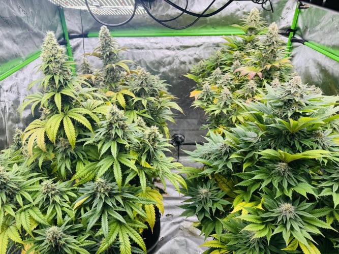Purple Queen - Hulkberry - El Patron. Week 14