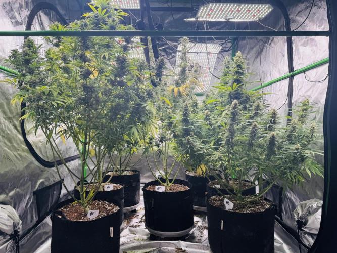 Purple Queen - Hulkberry - El Patron. Week 14