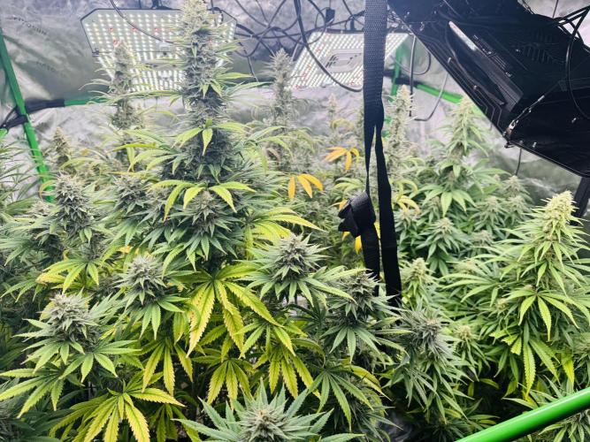 Purple Queen - Hulkberry - El Patron. Week 14