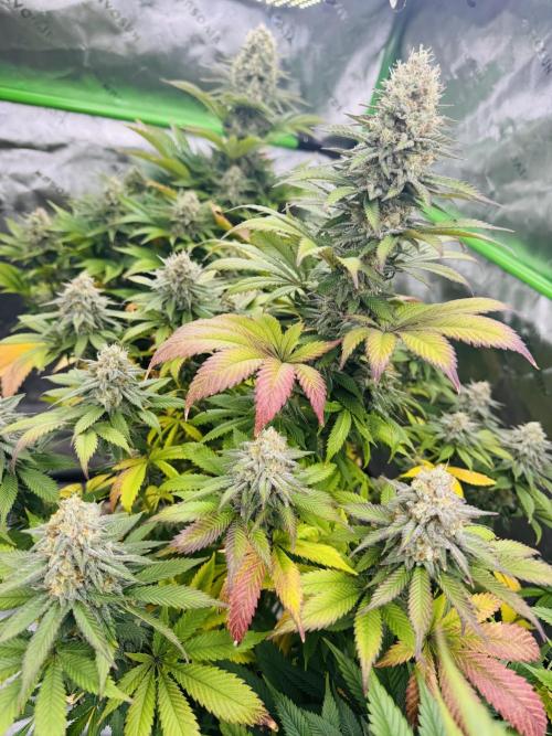 Purple Queen - Hulkberry - El Patron. Week 14