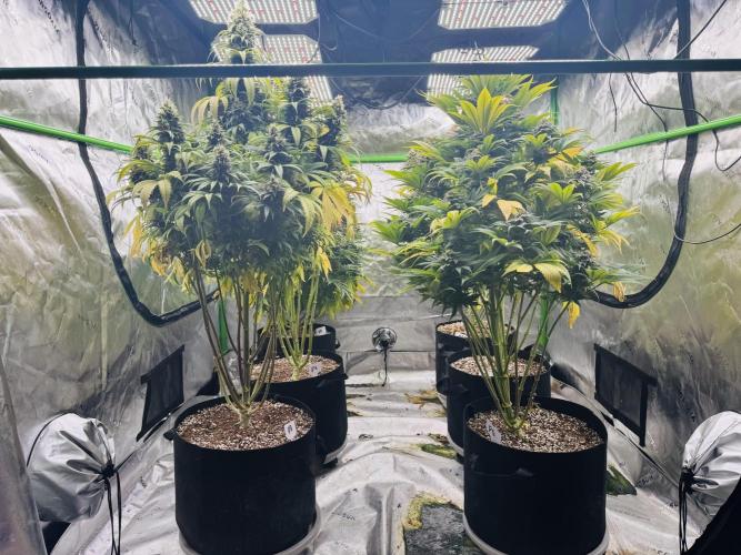 Purple Queen - Hulkberry - El Patron. Week 15
