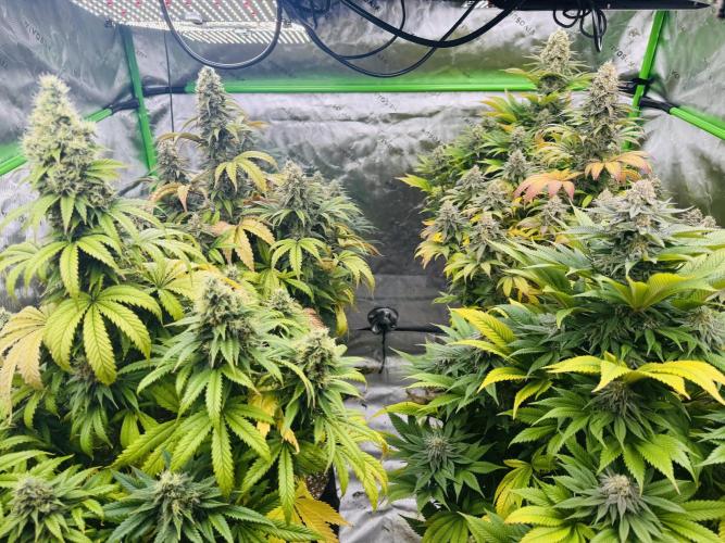 Purple Queen - Hulkberry - El Patron. Week 15