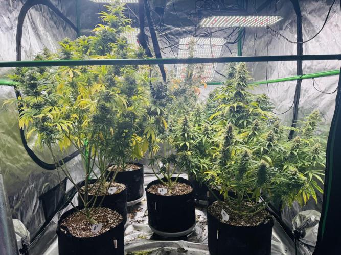 Purple Queen - Hulkberry - El Patron. Week 15