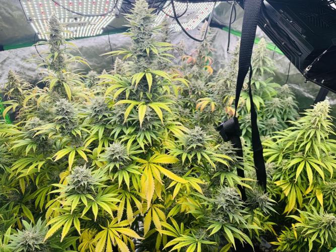 Purple Queen - Hulkberry - El Patron. Week 15