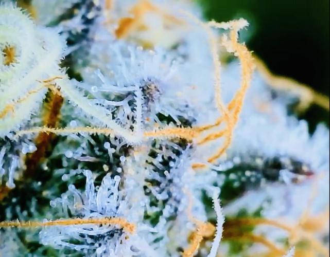 Purple Queen - Hulkberry - El Patron. Week 15