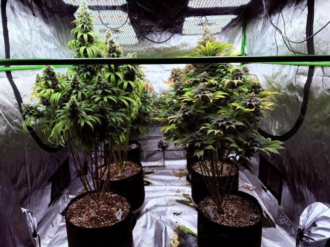 Purple Queen - Hulkberry - El Patron. Week 16