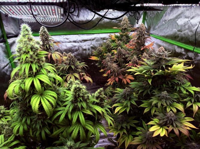 Purple Queen - Hulkberry - El Patron. Week 16