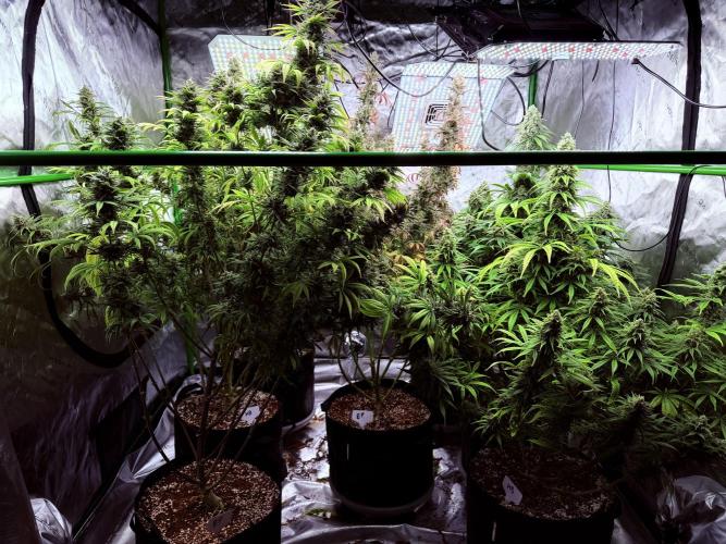 Purple Queen - Hulkberry - El Patron. Week 16