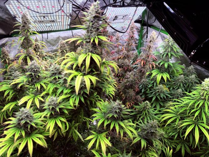 Purple Queen - Hulkberry - El Patron. Week 16