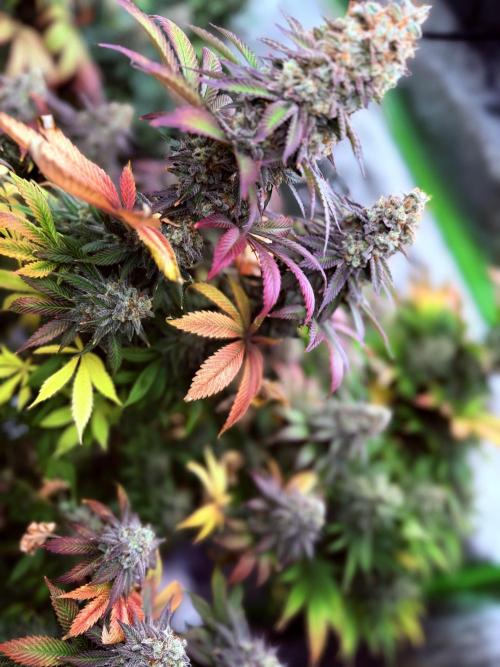 Purple Queen - Hulkberry - El Patron. Week 16