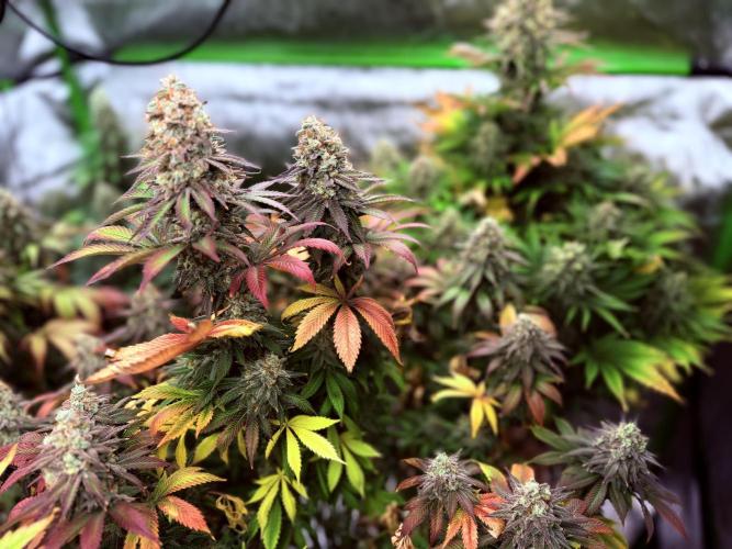 Purple Queen - Hulkberry - El Patron. Week 16