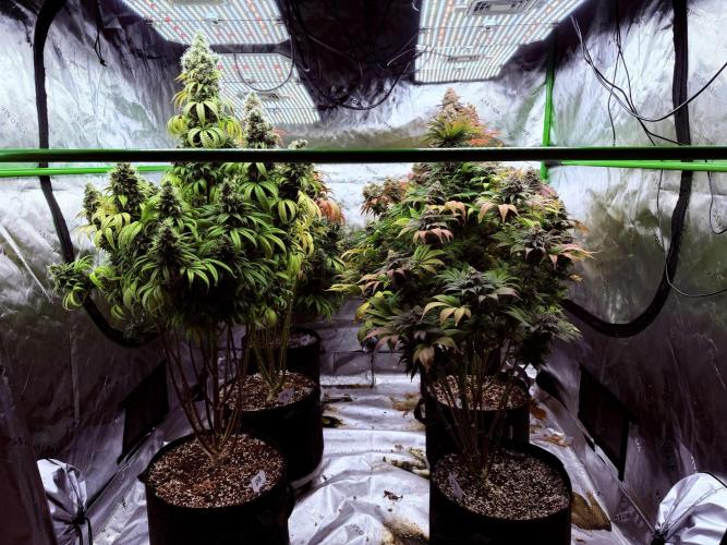 Purple Queen - Hulkberry - El Patron. Week 17