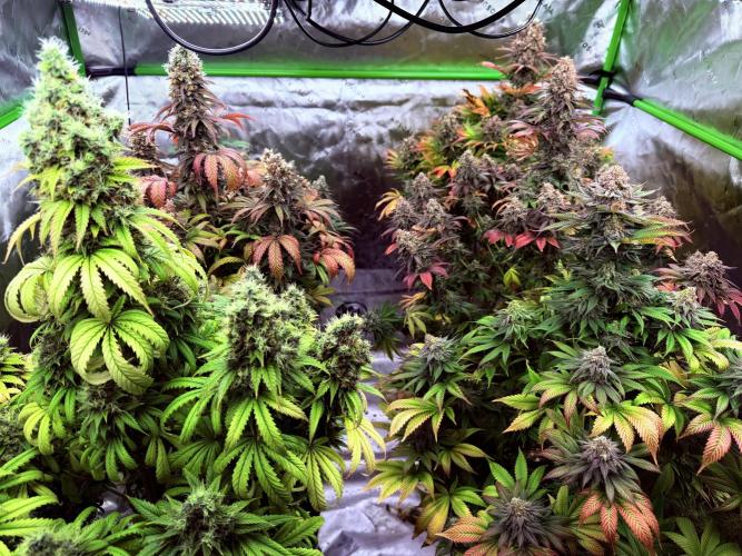 Purple Queen - Hulkberry - El Patron. Week 17