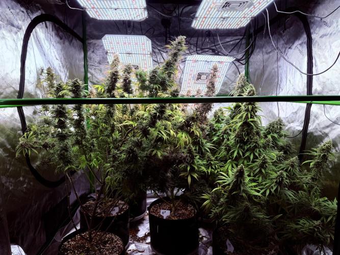 Purple Queen - Hulkberry - El Patron. Week 17