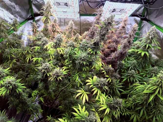 Purple Queen - Hulkberry - El Patron. Week 17