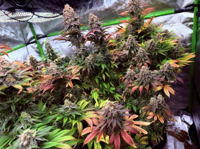 Purple Queen - Hulkberry - El Patron. Week 17