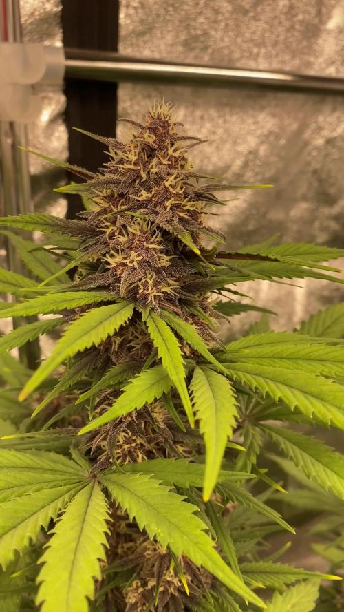 Gorilla Zkittlez Auto 🦍🍬 Banana Purple Punch Auto 🍌💜