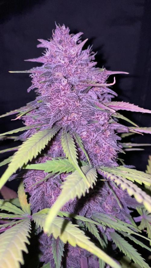 Gorilla Zkittlez Auto 🦍🍬 Banana Purple Punch Auto 🍌💜
