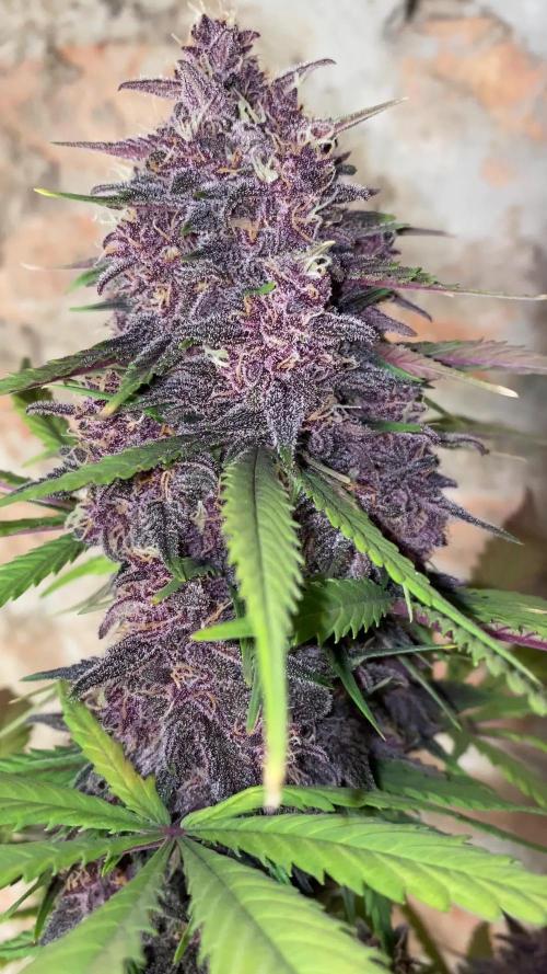 Gorilla Zkittlez Auto 🦍🍬 Banana Purple Punch Auto 🍌💜