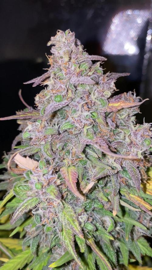 Gorilla Zkittlez Auto 🦍🍬 Banana Purple Punch Auto 🍌💜