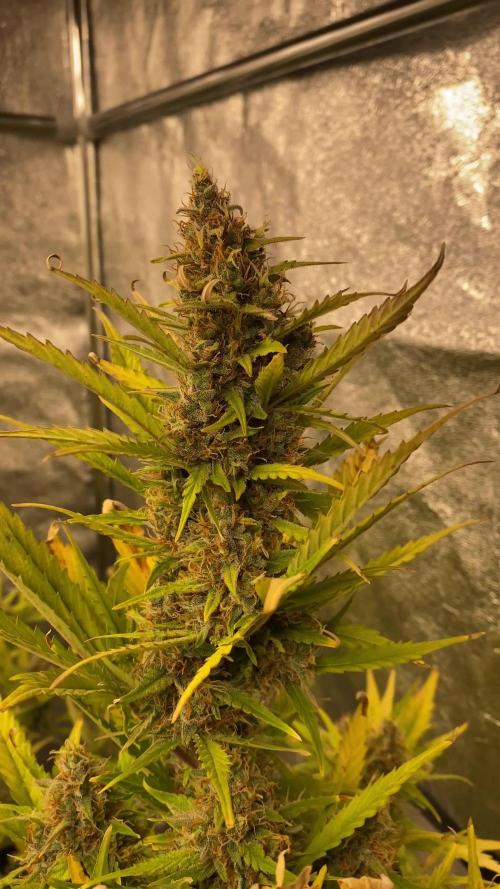 Gorilla Zkittlez Auto 🦍🍬 Banana Purple Punch Auto 🍌💜