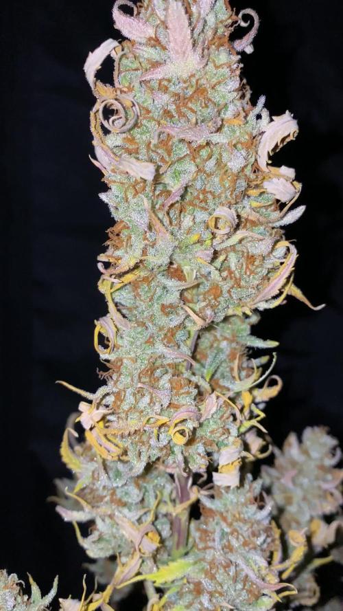 Gorilla Zkittlez Auto 🦍🍬 Banana Purple Punch Auto 🍌💜
