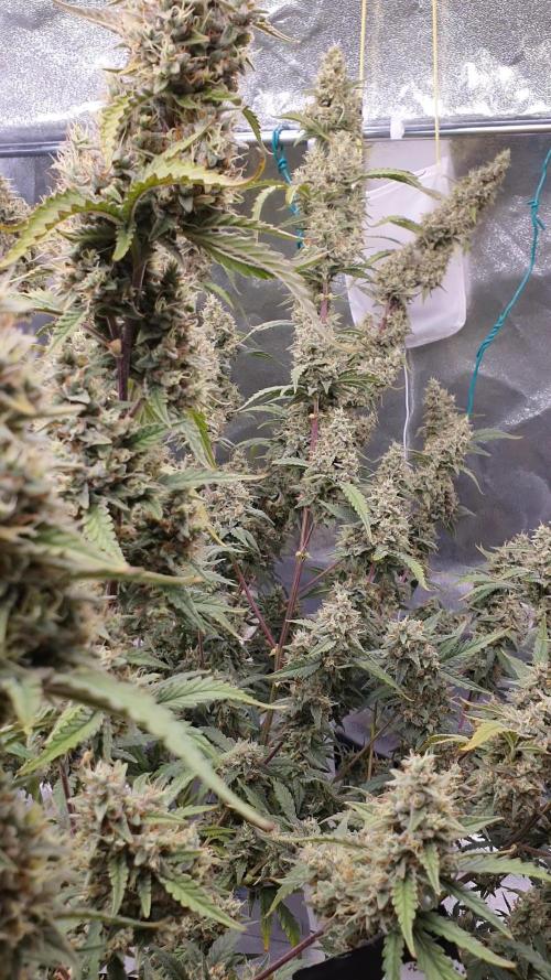 Fast Buds - Auto Wedding Cheescake