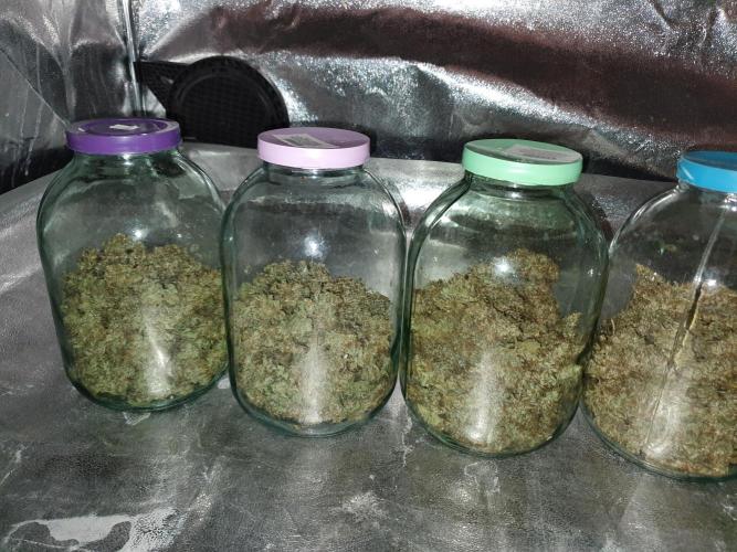 Fast Buds - Auto Wedding Cheescake. Week 12