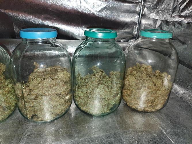 Fast Buds - Auto Wedding Cheescake. Week 12