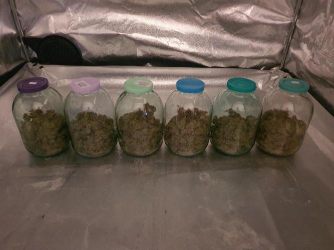 Fast Buds - Auto Wedding Cheescake. Week 12