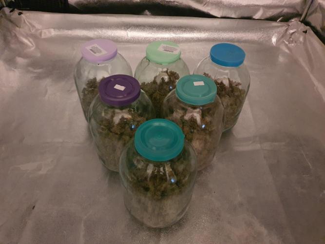 Fast Buds - Auto Wedding Cheescake. Week 12