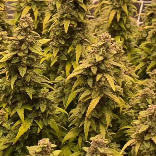 Auto Black Opium