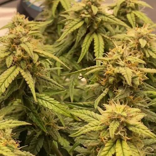 Auto Orange Bud