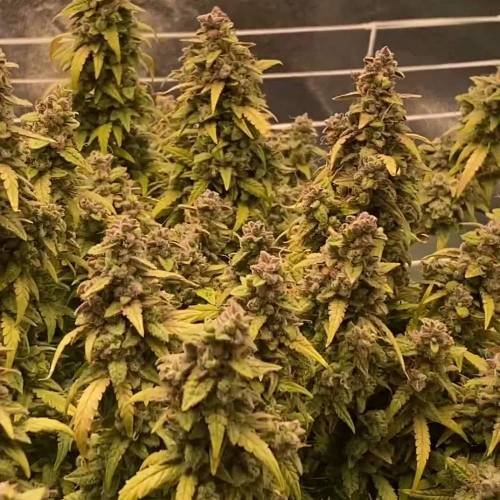 Auto Black Opium