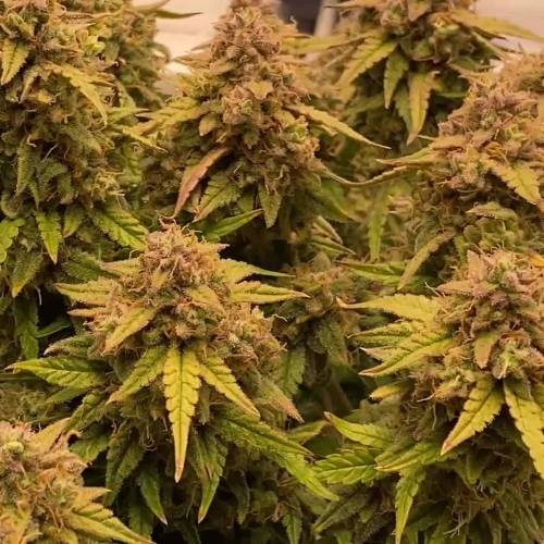Auto Orange Bud