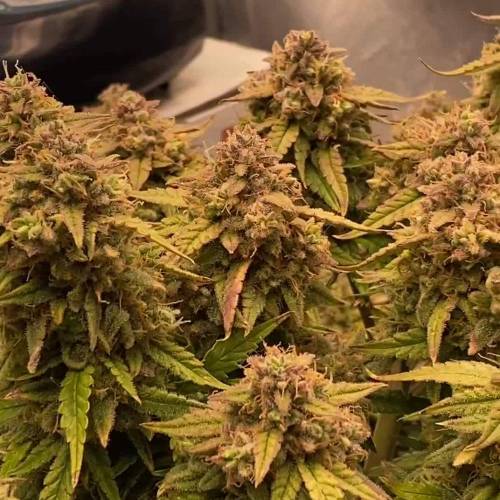 Auto Orange Bud