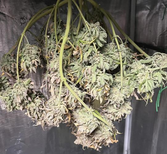 Grow Tent 120x60x180. Week 13