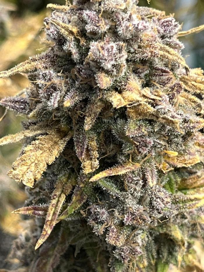 Fastbuds Head to Head. Strawberry Gorilla Vs. Banana Purple Punch. Week 10