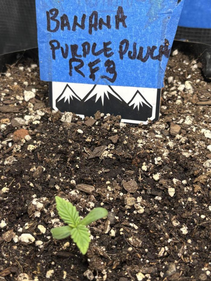 Banana Purple Punch RF3. Week 1