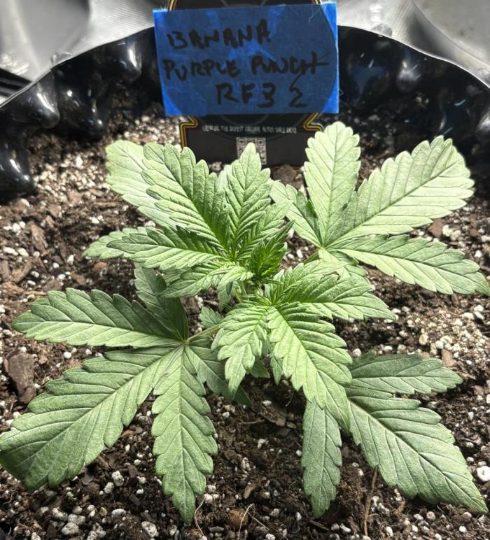 Banana Purple Punch RF3. Week 2