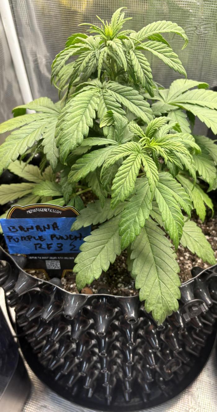 Banana Purple Punch RF3. Week 4