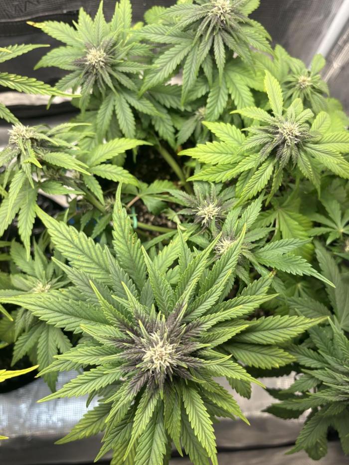 Banana Purple Punch RF3. Week 5