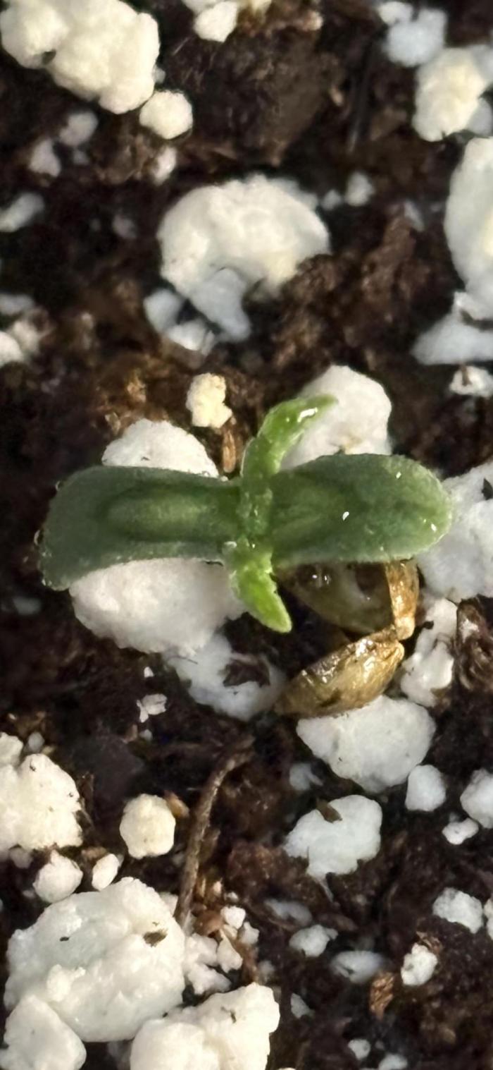 Frostbanger/Promix/Advanced Nutrients. Week 1