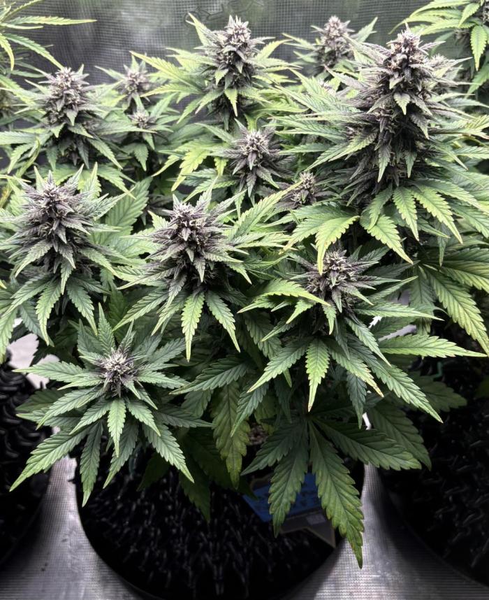 Banana Purple Punch RF3. Week 6