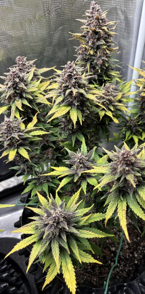 Banana Purple Punch RF3. Week 7