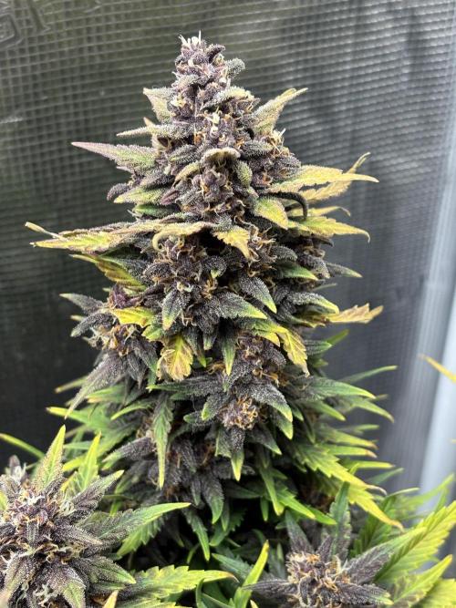 Banana Purple Punch RF3. Week 7