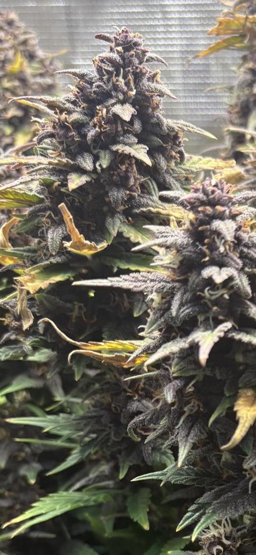 Banana Purple Punch RF3. Week 8