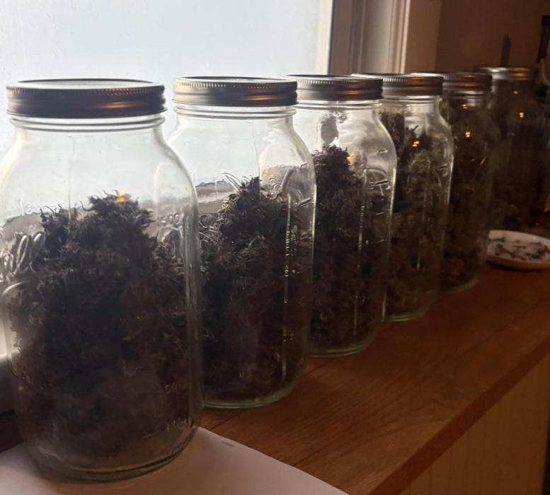 Banana Purple Punch RF3. Week 9